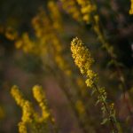 Verge d'or plante tinctoriale jaune