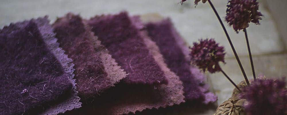 Huit carrés de laine mordancés à la betterave ont été teints naturellement avec des plantes. En avant plan, trois fleurs violettes rappellent les couleurs obtenues en teinture végétale