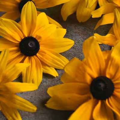 teinture végétale à des fleurs de rudbeckia pour obtenir du rose