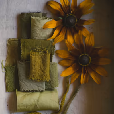 teinture à la rudbeckia sur laine et soie pour des couleurs jaunes ou vertes avec les tiges