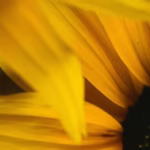 Fleur de rudbeckia pour la teinture végétale